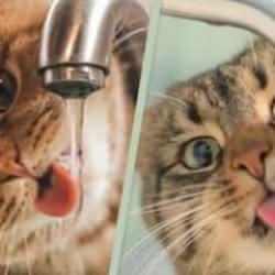 Veterinerler uyardı: Kedinizin suyunu ne sıklıkta değiştirmelisiniz?