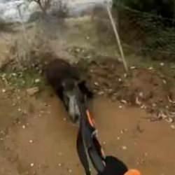 Yaban Domuzu, avcıya saldırdı, o anlar kamera yansıdı