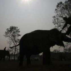 ABD mahkemesinden ilginç karar... “Filler, insan değil!”