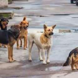 Afyonkarahisar Valisi Yiğitbaşı'dan sokak köpekleri hakkında yeni talimatlar