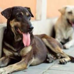 Hayvanını sokağa bırakana 72 bin TL ceza! Valilik talimat verdi