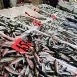İstavrit tezgahta 150 liradan alıcı buldu
