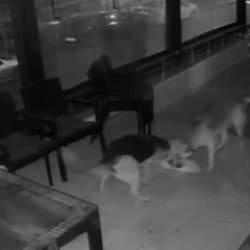 Başıboş köpek dehşeti! Ağızlarına aldıkları kediyi dakikalarca ısırdılar 