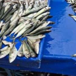 Tekirdağ'da uskumru, istavrit ve mezgidin kilosu 100 liradan satılıyor