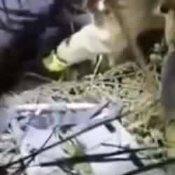 Alkoll&uuml; şahıs fotoğraf &ccedil;ekinmek i&ccedil;in 10 metre y&uuml;ksekten aşağıya d&uuml;şt&uuml;