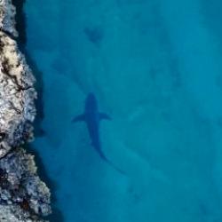 Amerikalıların korkulu r&uuml;yası! Kıyılarımız onlarla dolu: Tam 350 kilo