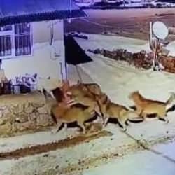 Çoban köpeği, kurt sürüsüne tek başına karşı koydu! O anlar kamerada!