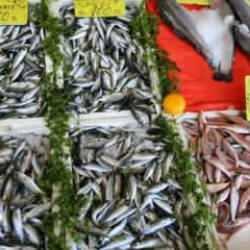 Ordu'da hamsinin kilogramı 200 liradan satılıyor