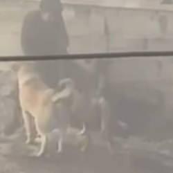 Yer: Ankara! Başıboş k&ouml;pekler, hamile kadına saldırdı