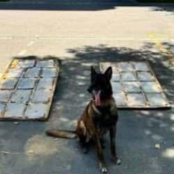 Yolcu otob&uuml;s&uuml;ndeki uyuşturucuyu 'Linda' buldu