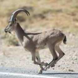 Avladıklarına bin pişman oldular: 661 bin 883 TL ceza kesildi!