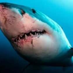 K&ouml;pek balığının saldırdığı gen&ccedil; kızın feci &ouml;l&uuml;m&uuml;