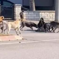 Başıboş köpek sürüsü birbirlerine saldırdı! Halk korku içinde o anları izledi