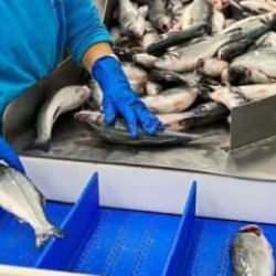 Doğu Karadeniz'den yılın ilk ayında 7,3 milyon dolarlık su ürünü ihraç edildi