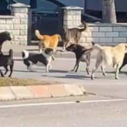 Edirne'de korkutan manzara: Köpek sürüsü birbirine girdi! Vatandaş tedirgin 
