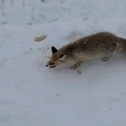 G&uuml;l&uuml;mseten g&ouml;r&uuml;nt&uuml; Bayburt'tan: Ekmeğe burun kıvıran tilki baklavayı afiyetle yedi 
