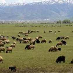 Hayvancılığa Destek Projesi kırmızı et üretimini artıracak
