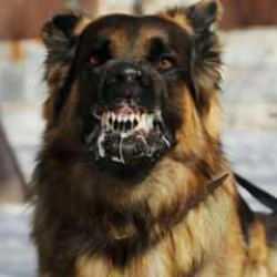 T&uuml;rkiye'nin &uuml;rk&uuml;ten kuduz ger&ccedil;eği! Sadece İstanbul'da 110 bin kişi hastaneye başvurdu...