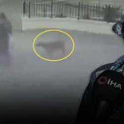 Ankara'da peş peşe köpek saldırısı! 73 yaşındaki kadın ikinci kez dehşeti yaşadı 