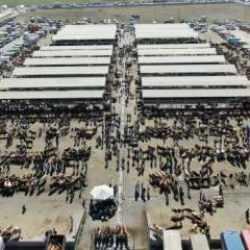 'Şap' alarmı: T&uuml;rkiye'nin en b&uuml;y&uuml;k hayvan pazarı da kapatıldı!