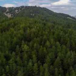 Akdeniz ormanları iklim değişikliğiyle daha fazla risk altında