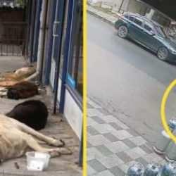 Başıboş k&ouml;pekten ka&ccedil;an k&uuml;&ccedil;&uuml;k &ccedil;ocuğa İETT otob&uuml;s&uuml; &ccedil;arptı! G&ouml;r&uuml;nt&uuml;ler İstanbul'dan