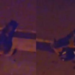 Giresun'da başıboş köpek, kadını boğazından kaptı! Korkunç görüntü