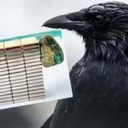 İstanbul'da kargaların getirdiği gizemli cismin sırrı ortaya çıktı