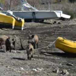 Marmaris'te yaban domuzları sahile indi