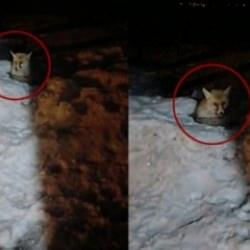 'Tilki Can' ismini verdiği tilki hırsızlık yaparak ekmeğini kazanıyor 