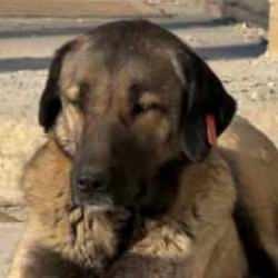 Sokak hayvanlarının toplatılması i&ccedil;in karar verildi! Vali duyurdu