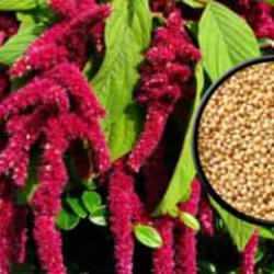 Amaranth bitkisi nedir? Ne işe yarar? Faydaları nelerdir?