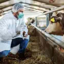 Bir k&ouml;yde şap karantinası! Giriş ve &ccedil;ıkışlar kısıtlandı