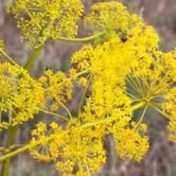 Çakşır otunun bilinmeyen faydaları: Her derde deva çakşır otu nasıl kullanılır?