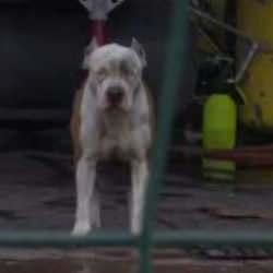 İstanbul'da pitbull dehşeti! Sahibini ve arkadaşını hastanelik etti
