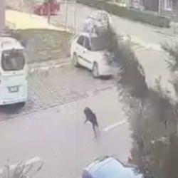 Başıboş köpek saldırmıştı: İmam, Silivri Belediyesi ve İBB'den tazminat kazandı