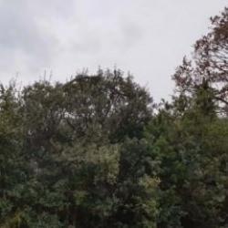 &Ccedil;anakkale'de g&ouml;r&uuml;nt&uuml;lendi: Devasa yılan &ccedil;ift&ccedil;iyi şoke etti!