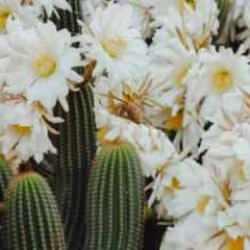 Sadece en iyi gözlemciler 7 saniyede kediyi bulabilir! Peki, ya sen?