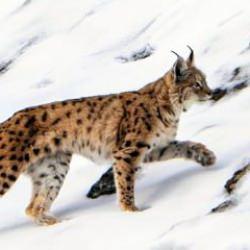 Erzincan'da görüldü: Köy halkı gözlerine inanamadı! Avlayana 600 bin TL ceza 