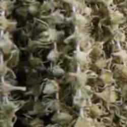 Fiyatı gram altını ge&ccedil;ti: Kilosu 3 bin 500 TL'den satılıyor