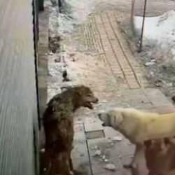 Hakkari’de yalnız kurda başıboş sokak köpek sürüsü saldırdı