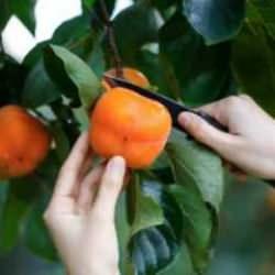 Her gün süper meyve yemek kanser riskini azaltıyor!