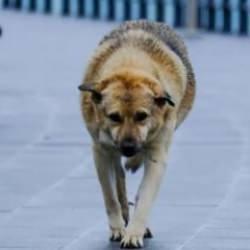 İstanbul Valiliği'nden dikkat &ccedil;eken sokak hayvanları i&ccedil;in karar