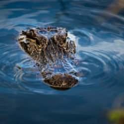 Timsahın saldırdığı kadın yaralandı!