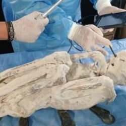 Peru'da bulunmuşlardı! Uzaylı mumyaların yüzde 100 gerçek olduğu iddia edildi!