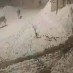 Yer: Ardahan! Kurt sürüsünün köpek avı kamerada 