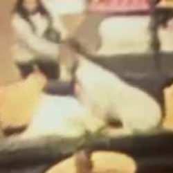 AVM'de sahipsiz köpek dehşeti! 3 yaşındaki çocuğun yüzünü ısırdı