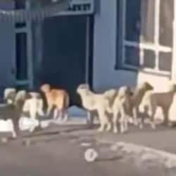 B&uuml;rokratlardan kanunu &ccedil;iğneyen talimat! Vatandaş isyan etti