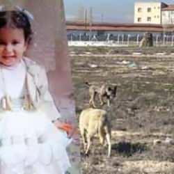 K&ouml;peklerin saldırısında &ouml;len 2 yaşındaki Rana &uuml;zerinden uydurulan &ccedil;irkin iddialara tepki