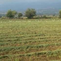 TARSİM hasar fazlası destek primleri belli oldu